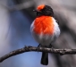 Red-capped Robin 